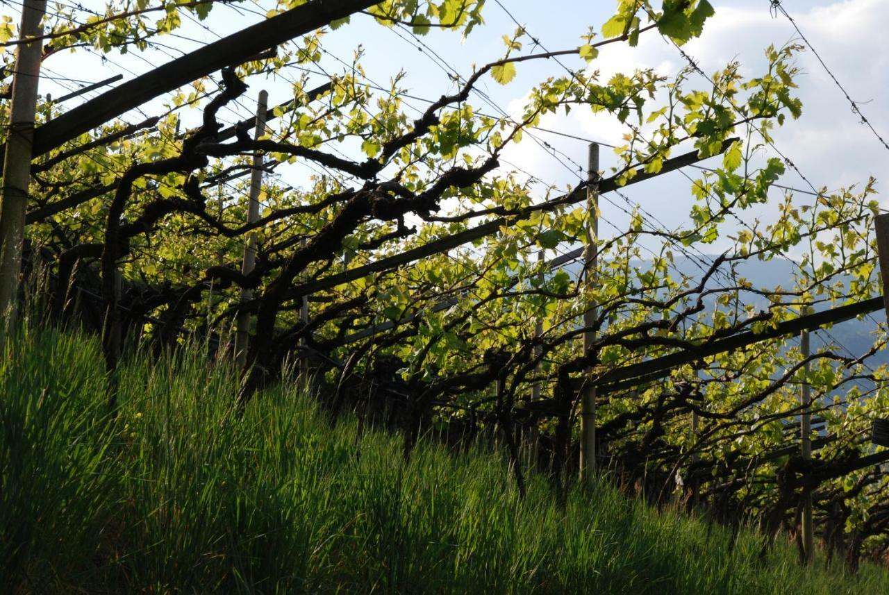 Weingut Messnerhof Daire Bolzano Dış mekan fotoğraf