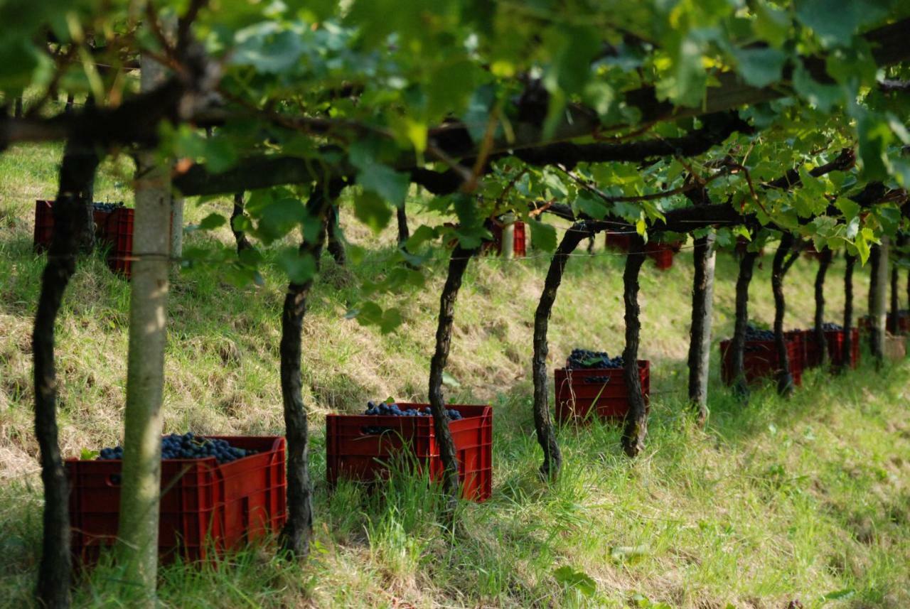 Weingut Messnerhof Daire Bolzano Dış mekan fotoğraf