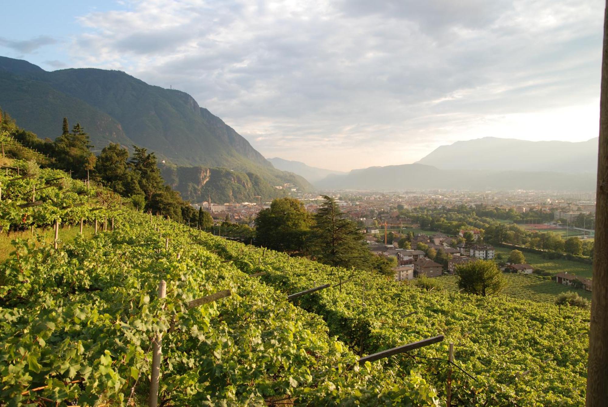 Weingut Messnerhof Daire Bolzano Dış mekan fotoğraf